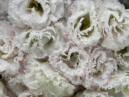 花(トルコキキョウ) 花(トルコキキョウ)の写真