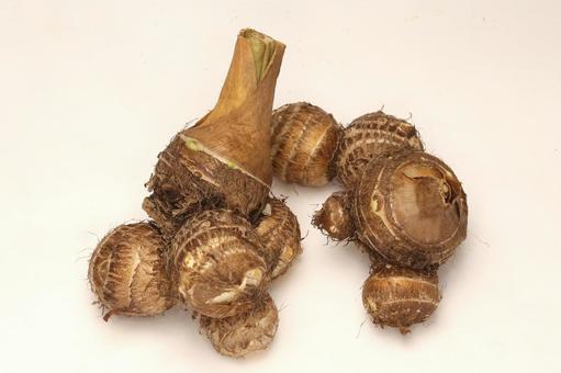 里芋収穫 野菜,さといも,根菜の写真素材