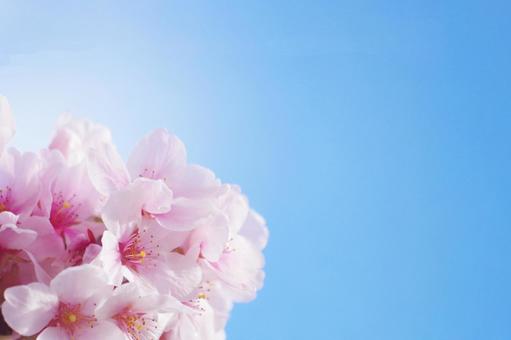 桜 桜の写真