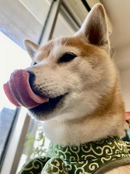舌をだす柴犬 犬,柴犬,ペットの写真素材
