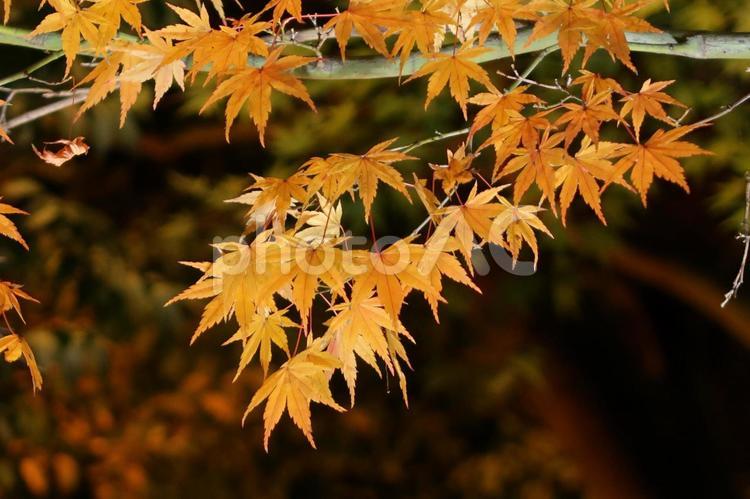 岡山城周辺の紅葉 公園,散歩,秋色の写真素材