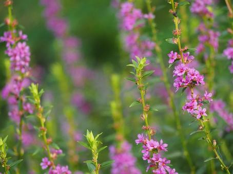山野草 ミソハギのピンクの花① 山野草 ミソハギのピンクの花① ミソハギ,禊萩,盆花の写真素材