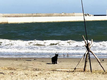 海と黒猫1 海と黒猫1 海,黒猫,釣りの写真素材