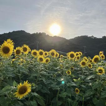 花★向日葵 ひまわり ヒマワリ 花★向日葵 ひまわり ヒマワリ 黄色,向日葵,ヒマワリの写真素材