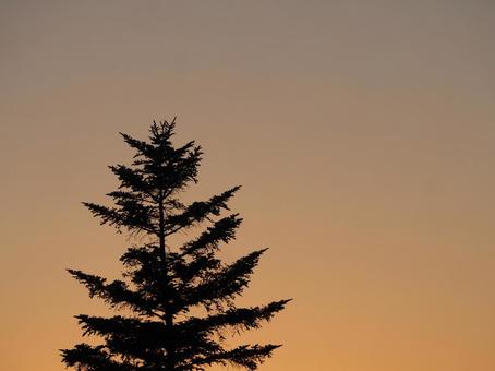 夕焼け空と大きな木① 木,大木,空の写真素材