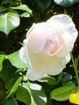 White Rose, JPG