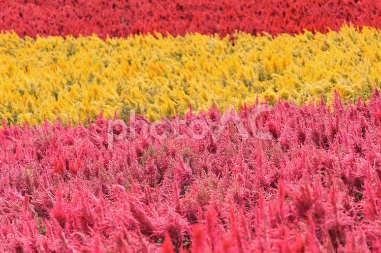 北海道美瑛の広大な大自然「四季彩の丘」 北海道,美瑛,丘の写真素材
