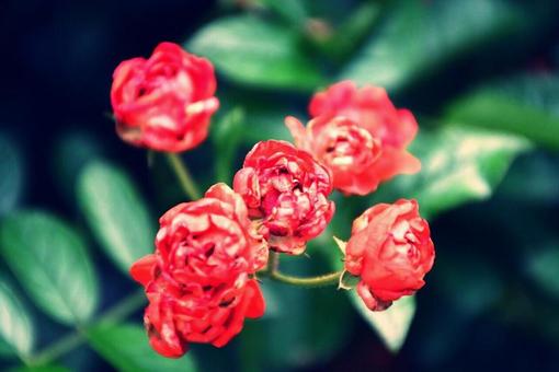 バラ バラの写真