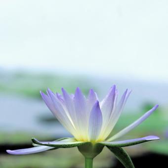 Water Lily, JPG Water Lily, JPG