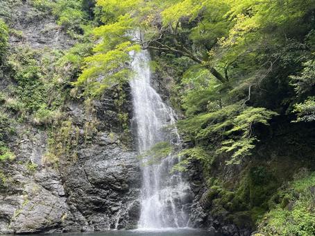箕面大滝 箕面大滝の写真