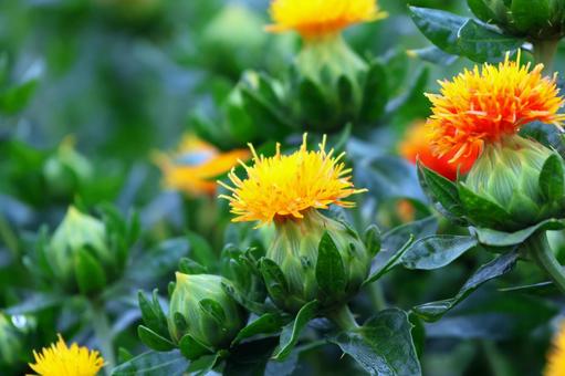 Photo, safflower hata, safflower, red, 