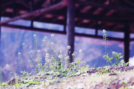 春に咲き始めたぺんぺん草 春に咲き始めたぺんぺん草 花,ぺんぺん草,ナズナの写真素材