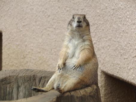 カメラ目線のプレリードック カメラ目線のプレリードック プレリードック,ふれあい動物,可愛いの写真素材