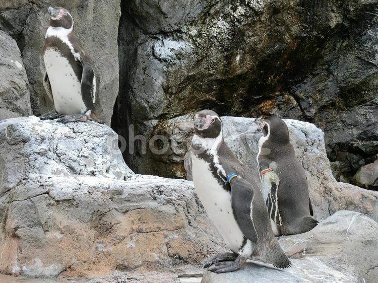まとまりのないペンギン 水鳥,癒やし,カワイイの写真素材