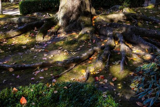 もみじ公園の秋(21) 秋,落ち葉,もみじ公園の写真素材