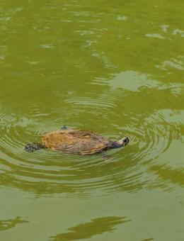 高田城のカメ5 高田城のカメ5の写真
