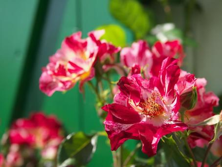 日差しを浴びながら咲く薔薇 日差しを浴びながら咲く薔薇の写真