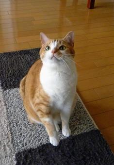 我が家の猫 我が家の猫の写真