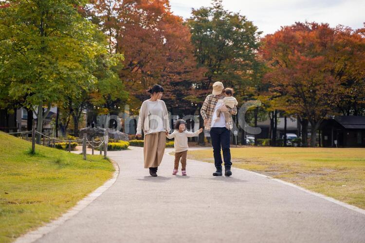 秋の公園で遊ぶ家族・ファミリー 家族,子供,ファミリーの写真素材