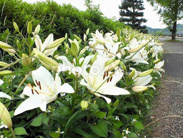 白百合の花壇が続く散歩道 ゆり,百合の花,白百合の写真素材