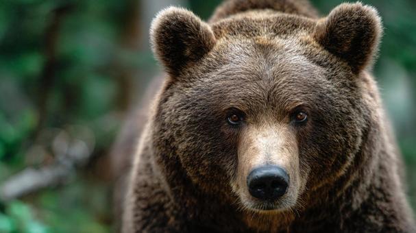 クローズアップで捉えた迫力あるヒグマの顔 クローズアップで捉えた迫力あるヒグマの顔の写真
