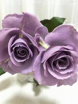 ブルーローズの写真