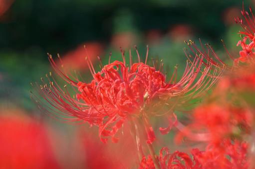 激情之花, JPG 激情之花, higambana, cluster amaryllis, flower, JPG