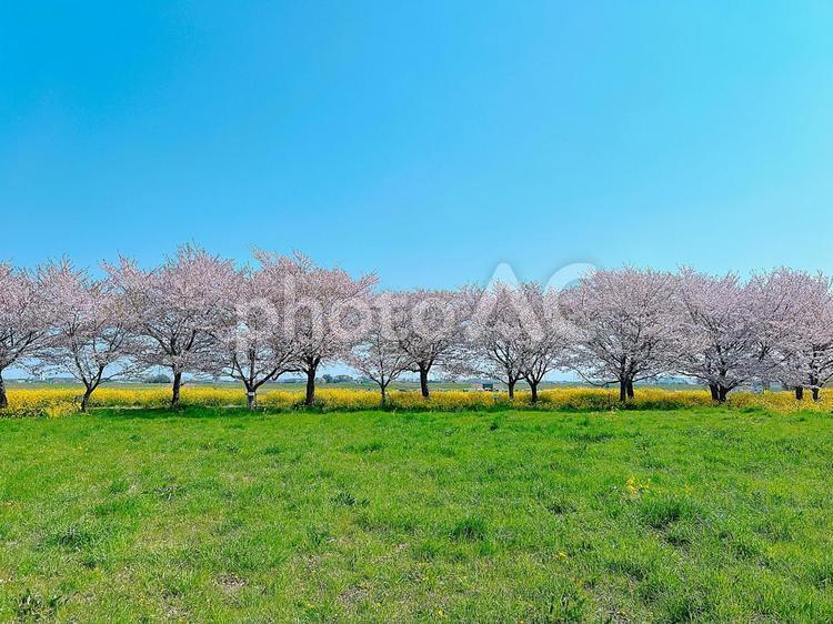 関宿城桜祭りの風景 桜祭り,サクラ,関宿城の写真素材