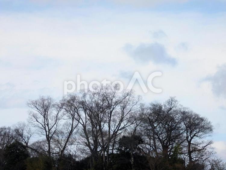 空と白い雲と木々 木,木々,雲の写真素材