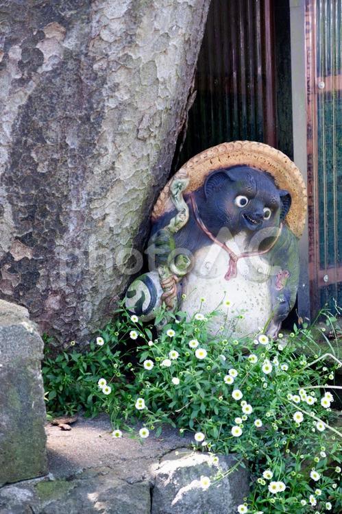 たぬきの置物 信楽焼狸と蛙の置物,信楽焼狸,信楽焼タヌキの写真素材