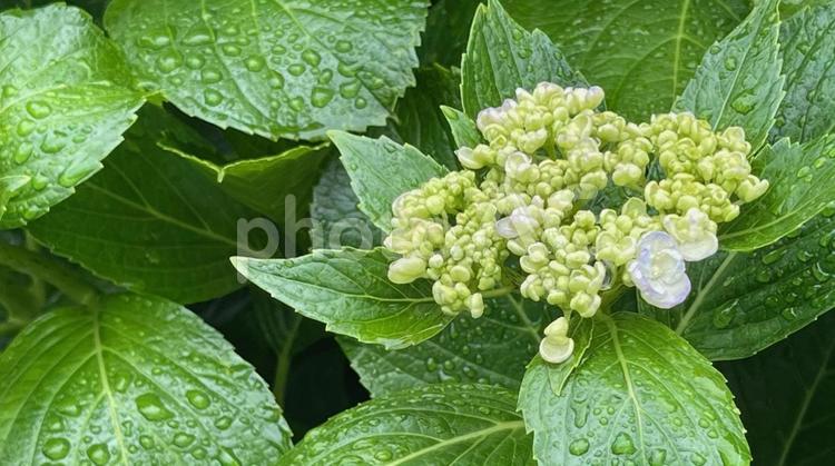雨に打たれ、ほんのり色づく紫陽花の花 紫陽花,蕾,梅雨の写真素材