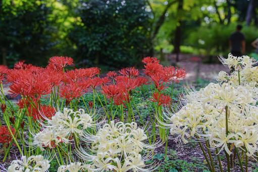 紅白の彼岸花 紅白の彼岸花の写真