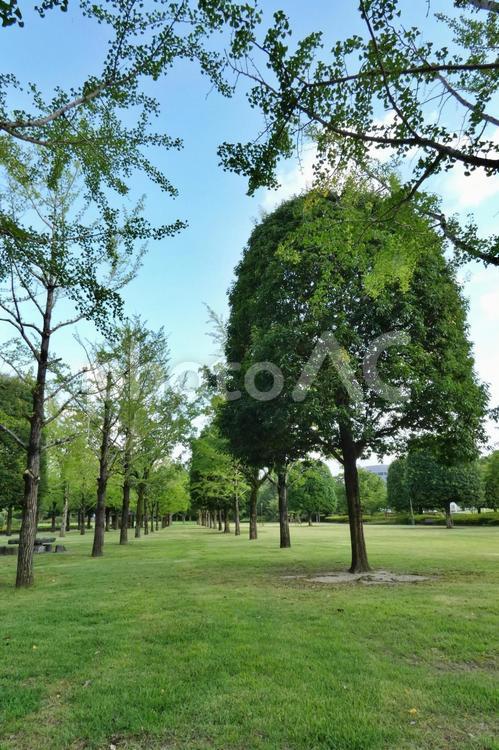 公園の風景 公園,木々,木の写真素材