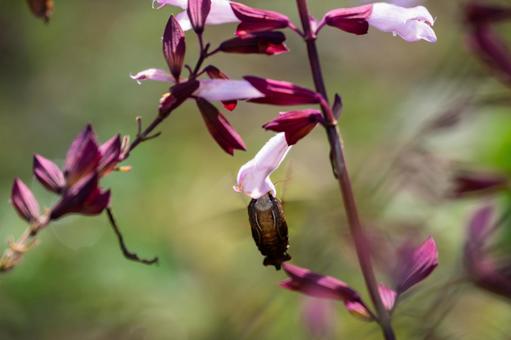 ホシホウジャク⑽ 蛾,虫,ホシホウジャクの写真素材