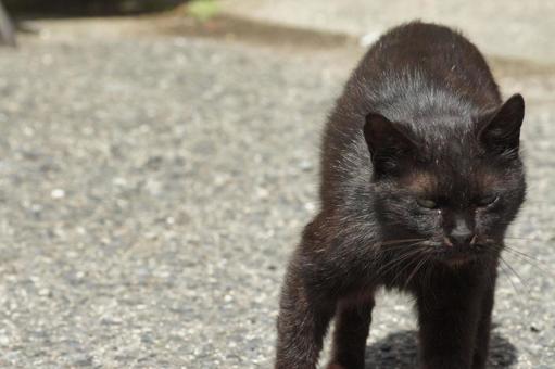 ねこ にゃんこ,可愛い,野良猫の写真素材