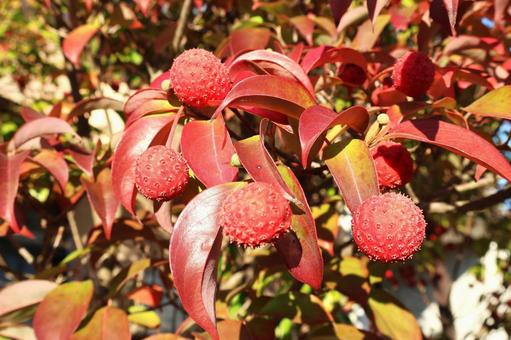 秋に実った「赤いヤマボウシの実」 ヤマボウシ,実,植物の写真素材