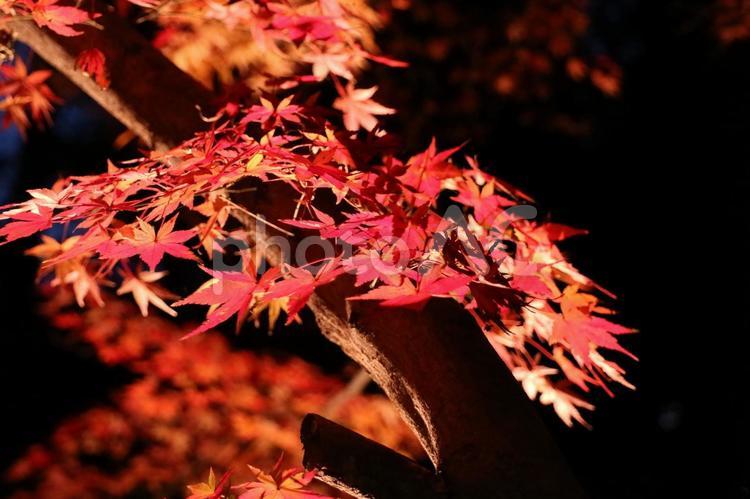 秋の夜を彩るもみじ 紅葉,もみじ,ライトアップの写真素材