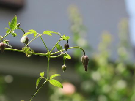 クレマチスのつぼみ クレマチスのつぼみの写真