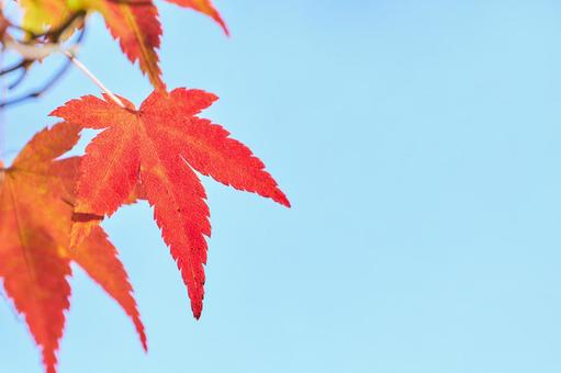 水色背景赤く色づくもみじの葉紅葉アップ 水色背景赤く色づくもみじの葉紅葉アップの写真