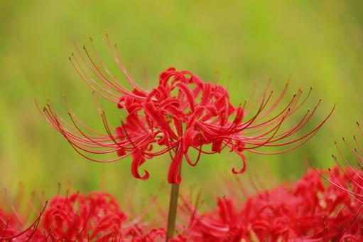 Red spider lily-8, JPG Red spider lily-8, JPG