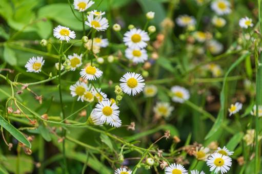 群生するハルジオンの花 ハルジオン,野草,花の写真素材