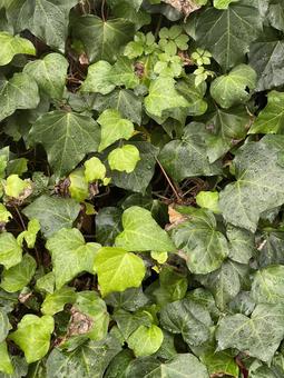 神田川10月:雨とツタの青葉 縦 神田川10月:雨とツタの青葉 縦 青葉,ツタ,ツルの写真素材