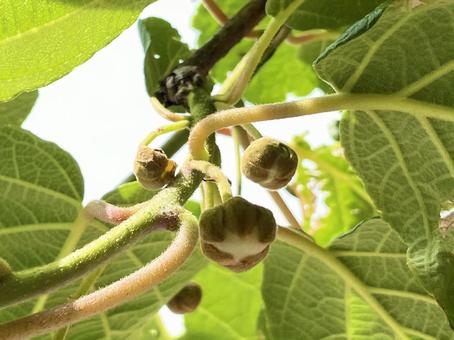 キウイの花のつぼみを斜め下から見る キウイの花のつぼみを斜め下から見る キウイ,つぼみ,花の写真素材