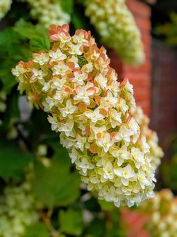 カシワバアジサイ(紫陽花) カシワバアジサイ(紫陽花) 紫陽花,可愛い,あじさいの写真素材