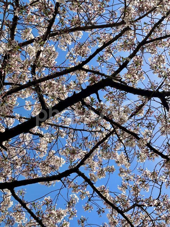 桜　青空　美しい　満開　春 桜,青空,美しいの写真素材