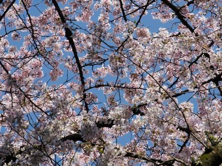 cherry blossoms, JPG cherry blossoms, JPG