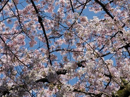 桜 桜,お花見,春の写真素材