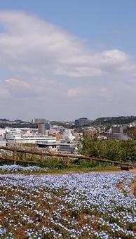 青空とネモフィラ 2 青空とネモフィラ 2の写真