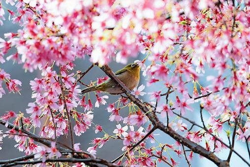 オカメ桜にメジロ 春,桜,オカメ桜の写真素材