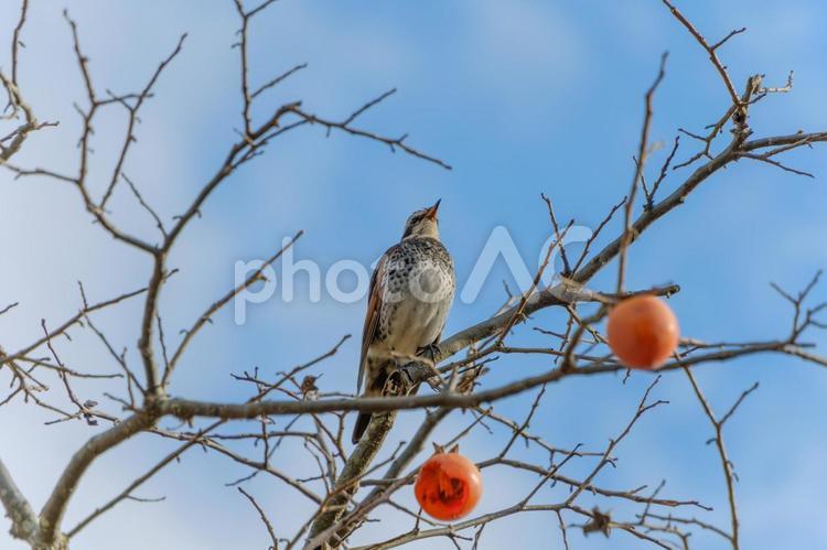 冬の柿の木とツグミ ツグミ,鳥,柿の写真素材